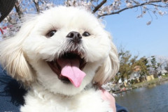 愛犬が老衰で亡くなってから気を紛らわす為に夜中2時間歩くようになった