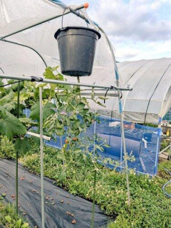 【謎】おじさん達、なぜか家庭菜園にハマってしまう