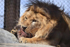 【悲報】動物は生肉ばかり食べてるのに