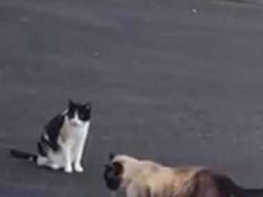 うちの彼女は大の猫好き。一緒に旅行に行って猫に出会う → いつもこうします…