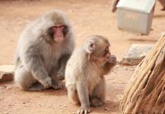 【驚愕】人間のDNAを入れたサルの末路、想像以上にヤバいことになってしまう･････！！
