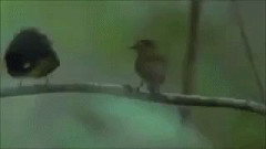 【GIF画像】GIF見て笑ったら寝ろｗｗｗｗｗｗｗｗｗｗｗｗｗｗｗｗｗｗｗｗ