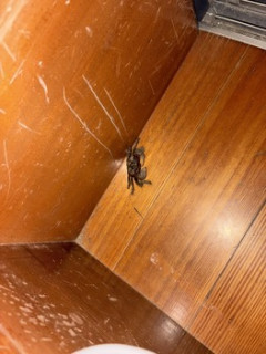 玄関に蟹が現れたぞ。（※画像あり）