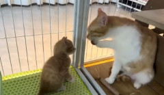 ネコさん　顔の洗い方を赤ちゃんに教える