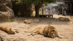 【悲報】多摩動物公園のライオン、18頭中10頭が相次ぎ体調不良、3頭死亡　猛暑の影響か「想定していなかった」