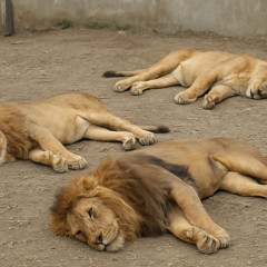 ライオン3頭が相次ぎ死ぬ 猛暑影響か 18頭のうち10頭が次々と体調不良に クーラーなど増設も 多摩動物公園   #東京