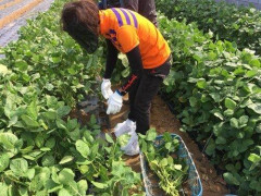 【悲報】農家が消費税1%に悲鳴。「消費税の納税を免除されてたので8%→1%だと手取りが7%減るんです」