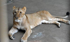【悲報】多摩動物公園、猛暑でライオン3頭が死亡