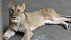 【悲報】多摩動物公園のライオン、日本が暑すぎて逝く