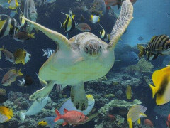 【悲報】死にたいんやが気晴らしになること教えてくれんか？・・・・・・・・・