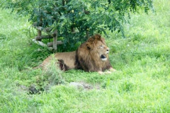 多摩動物園のライオン3頭が死ぬ…猛暑の影響か