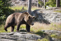 【閲覧注意】めちゃめちゃ恐いヒグマの動画をご覧ください⇒！！！
