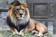 【悲報】百獣の王ライオンさん、東京の夏が暑すぎて意識を失ってしまった結果・・・