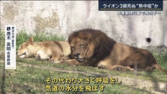 東京･多摩動物公園､ライオン3頭が相次ぎ死ぬ 猛暑影響か 18頭のうち10頭が次々と体調不良に クーラーなど増設も