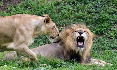 動物園「もうこれ以上飼えないペットがいたらどんどん送って下さい。ライオンの餌にするので」