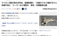 多摩動物公園で飼育されているライオン3頭、暑すぎて死亡