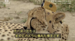 【悲報】チーターさん、無理矢理カメラを設置されてしょんぼり顔