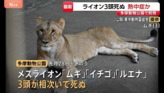 多摩動物公園、ライオン3頭死ぬ 猛暑の影響か
