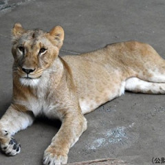 【悲報】多摩動物公園のライオン、猛暑で逝く