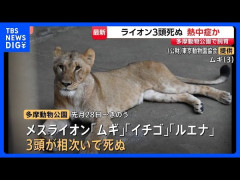 日本の動物園でライオンが熱中症で次々と死亡。海外から怒りの声も！？　海外の反応。
