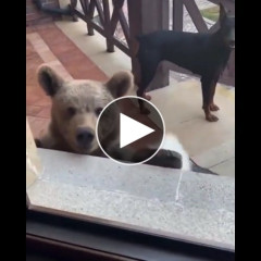 【動画あり】場所取りーヌ可愛いくて草ｗｗｗ