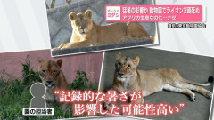 外国人「知られてないが日本の動物園はレベルが低い」ライオン3頭が猛暑で死亡