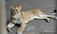 🦁「うおおおお！あっちいぃいいいいい！！！」→ライオン3頭相次いで死亡