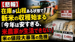 【悲報】在庫が山程ある状態で新米の収穫始まる「今年は安すぎる、米農家が生活できない」米の値段大暴落の危機