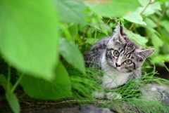 環境省「野良猫は害獣扱いにしようと思ったけど、批判が相次いだから撤回するわ」