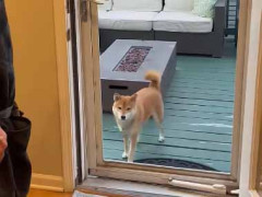 彼がベランダにいた。ドアを閉めて部屋の中から呼んでみた → こうなった…