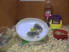 【GIF画像】それなりに良く貼られるgifｗｗｗｗｗｗｗｗｗｗｗｗ