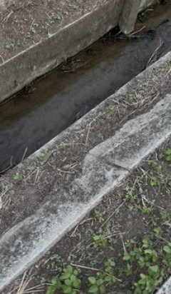 熱帯魚欲しいから近所の川にとりにきた（※画像あり）
