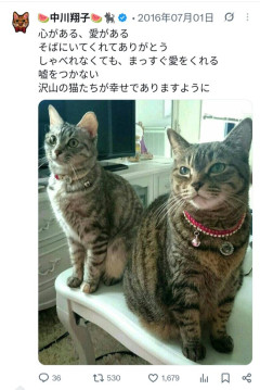【画像】中川翔子「猫は純粋、嘘をつかない」