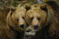 【画像】北海道、推定300kgのヒグマ登場ｗｗｗｗｗｗｗｗｗｗｗｗｗｗｗｗｗｗｗｗ