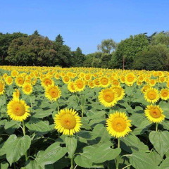 【悲報】昔の夏ってさもっと涼しかったよな