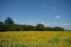 【画像】いい天気だから公園行ってひまわり見てきた