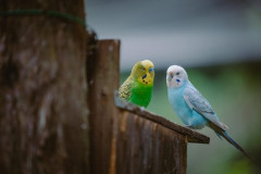 インコを見せてあげたおじいさん、捕まる