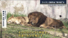 【悲報】ライオン「サバンナより東京の方が過酷です🦁」暑さに耐えられず3頭亡くなる