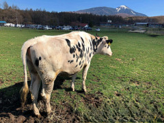 【衝撃】農村地域で育った子どもがアレルギーやぜん息になりにくい『農場効果』を引き起こす細菌が判明