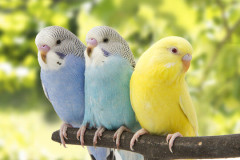 「インコを見せてあげる」→チ○コを見せてわいせつな行為をした75歳の男を逮捕