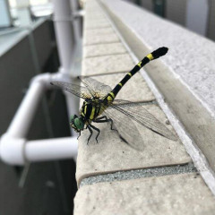 【朗報】オニヤンマ、ガチでいたｗｗｗｗｗｗｗｗｗｗ