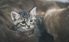 生活保護の相談に行ったら、愛猫を手放さないと無理と言われた。子どものような存在だから手放すのは絶対に考えられない・・・