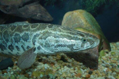 【衝撃】田んぼに謎の魚いたｗｗｗｗｗｗｗｗｗｗ