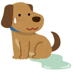 【最低？】旦那が可愛がってる犬が超バカで2歳なのにトイレの躾が身につかない。旦那に腹立ってるのでこんな感じにしてみた→