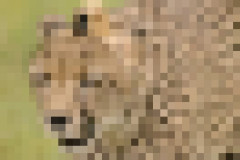 【悲報】チーター、無理矢理カメラを設置されてしょんぼり顔