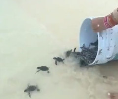 ウミガメの赤ちゃんを放流した人、間違った行動だと言われてしまう