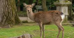 シカと人間の共存、無理だったｗｗｗｗｗｗｗｗｗｗｗｗｗｗｗ