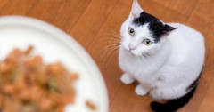 【朗報】猫さん、働いて食うよりタダ飯を選ぶ