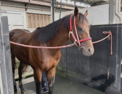 【競馬】フォーエバーヤングが8月8日、函館に帰厩…馬体重なんと573キロ。←「デカすぎんだろ…」
