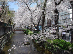 海外「”京都の鳥”は良いぞ」小規模だけどお勧めな日本の観光名所／お店に対する海外の反応